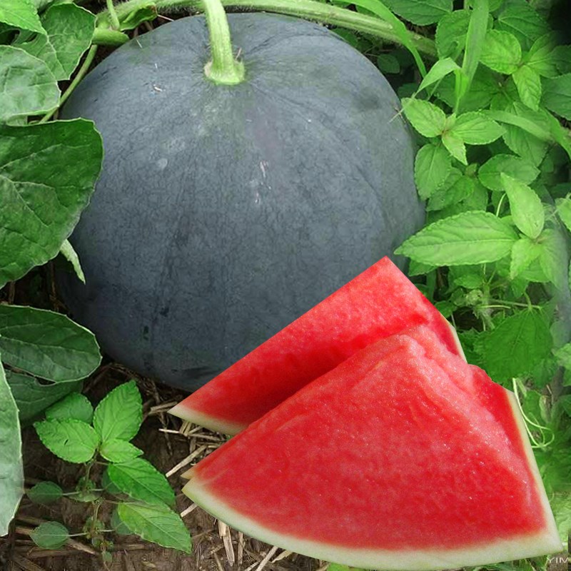 黑皮无籽西瓜种籽种子四季大富农超甜大果红瓤西瓜种水果种孑