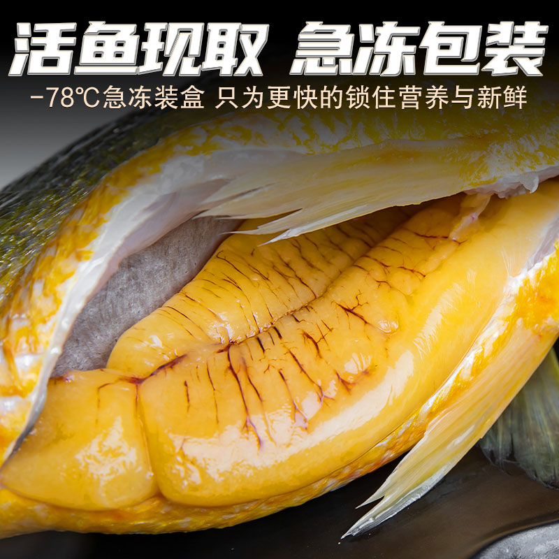 黄花鱼籽 新鲜冷冻鲜活超大鱼子鱼蛋鱼泡鱼卵海鲜水产鱼籽商用