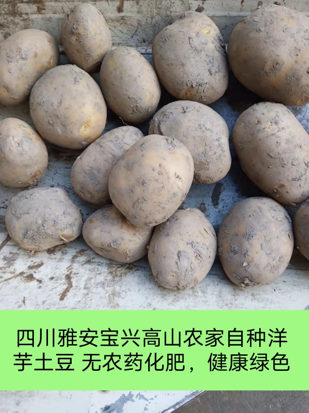 四川雅安农家土豆散种洋芋马铃薯老品种孕妇儿童适合5斤包邮种子