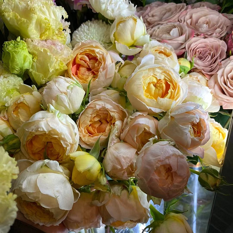 小花农月季坞艾可公主四季多花玫瑰盆栽庭院阳台花园花卉包对版