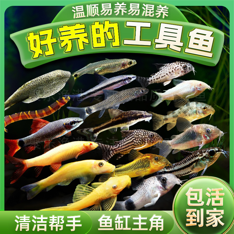 热带观赏鱼除藻鱼垃圾鱼底栖鱼鼠鱼工具鱼清洁工异形鱼