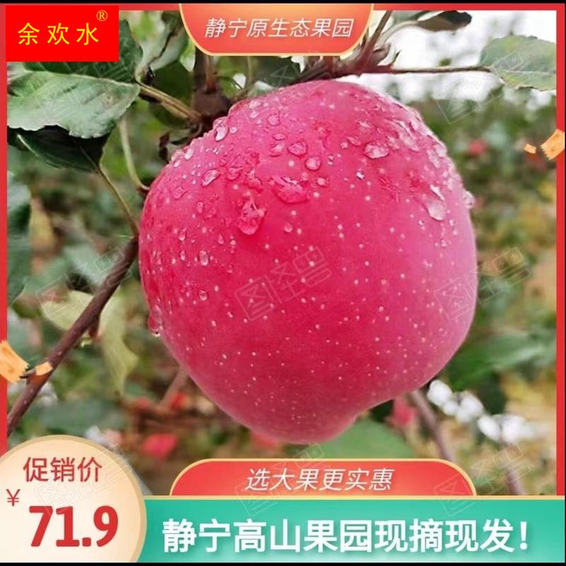 甘肃静宁精品有机红富士脆苹果新品下果多汁爽口产地新鲜直达！