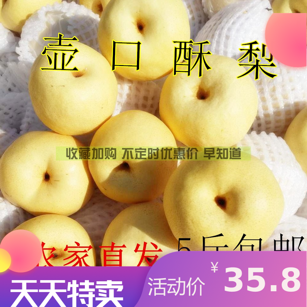 新果上市 宜川壶口酥梨特级净5斤包邮水果陕西农家特产