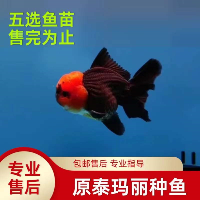 原泰玛丽鱼金鱼泰狮精品兰寿三色玛丽短尾冷水鱼淡水观赏宠物鱼苗