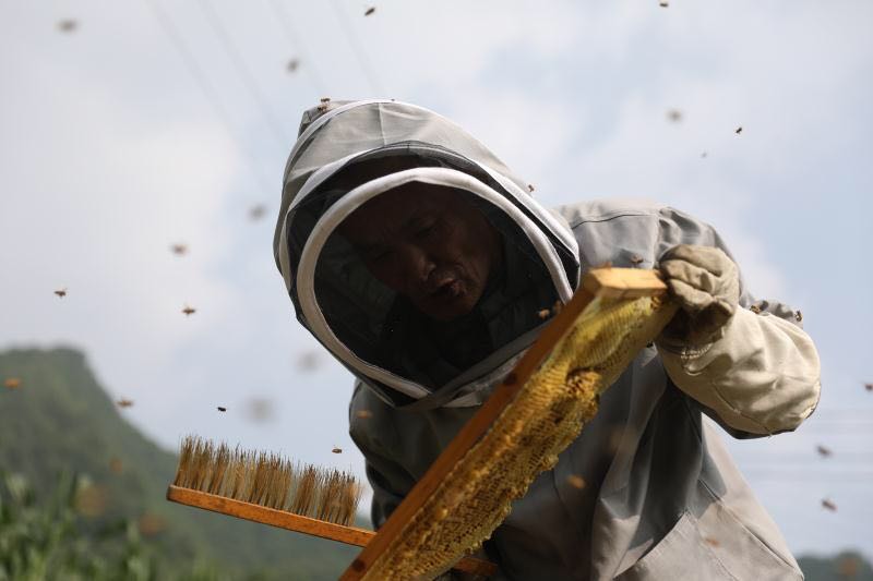 周正龙自养高山纯天然土蜂蜜无添加500g老式桶一年割一次蜜