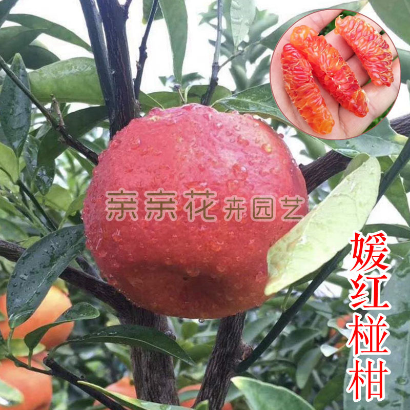 果树苗木 媛红椪柑苗 椪柑树苗新品种 味甜香气浓,无籽 丰产性强