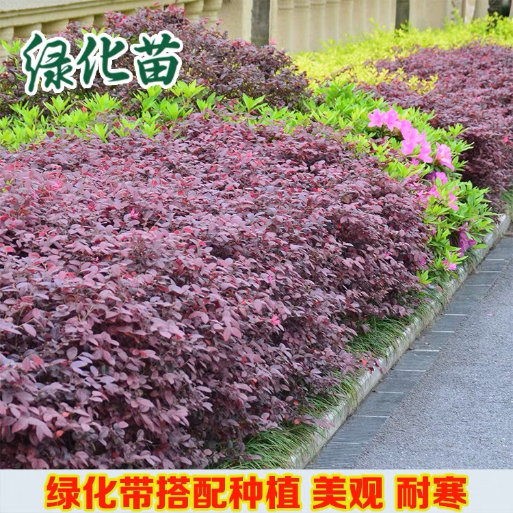 红花继木苗庭院绿植花卉篱笆围墙红檵木树苗四季红叶彩色盆景球桩