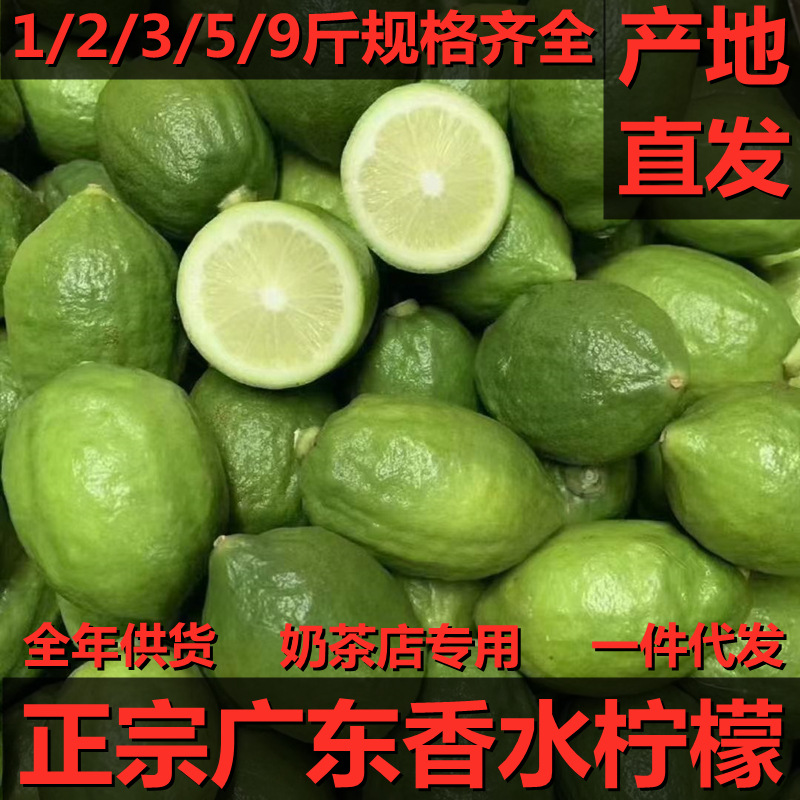 正宗广东香水柠檬12/3/5/9斤无籽青柠奶茶店专用新鲜水果整箱