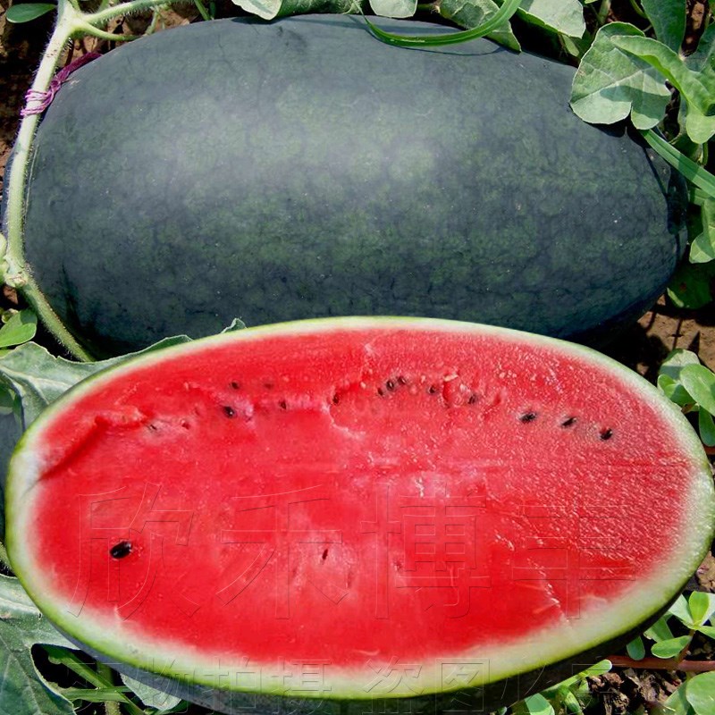 黑美人西瓜种籽四季特大巨型超甜大富农黑皮红瓤西瓜种子水果种孑
