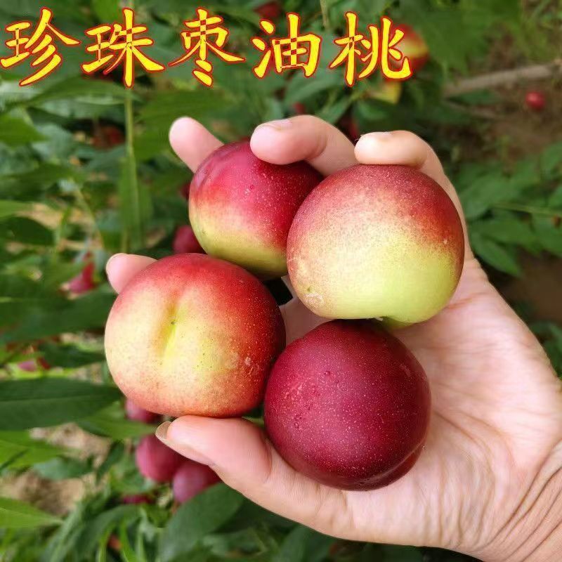 云南珍珠枣油桃脆甜枣味小桃子3斤孕妇水果