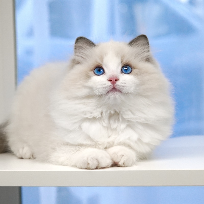 布偶猫纯种幼猫仙女猫双血统幼崽海双蓝双重点色赛级宠物猫咪活物