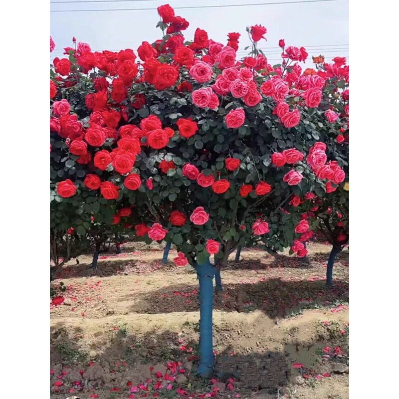 高品质优选树状月季特大花苗四季开花多色树状玫瑰老桩庭院耐寒