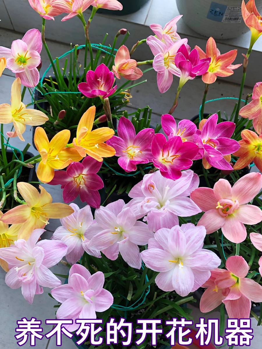 四季风雨兰重瓣种球庭院阳台盆栽开花植物好养易活韭兰清香型花卉