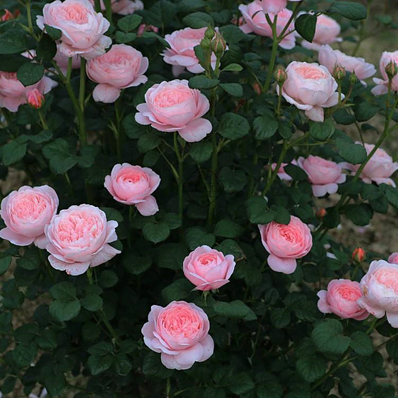 小花农月季坞欧月瑞典女王四季多花大花浓香月季玫瑰绿植花卉盆栽
