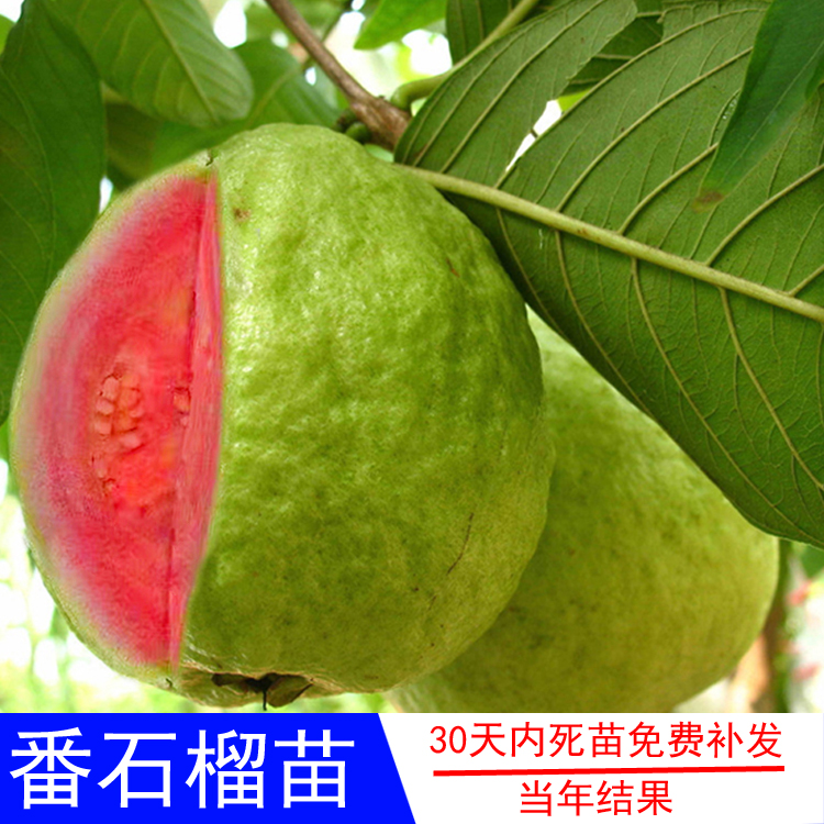 台湾四季番石榴果苗四季当年结果白心红肉番桃嫁接苗无籽红宝石木