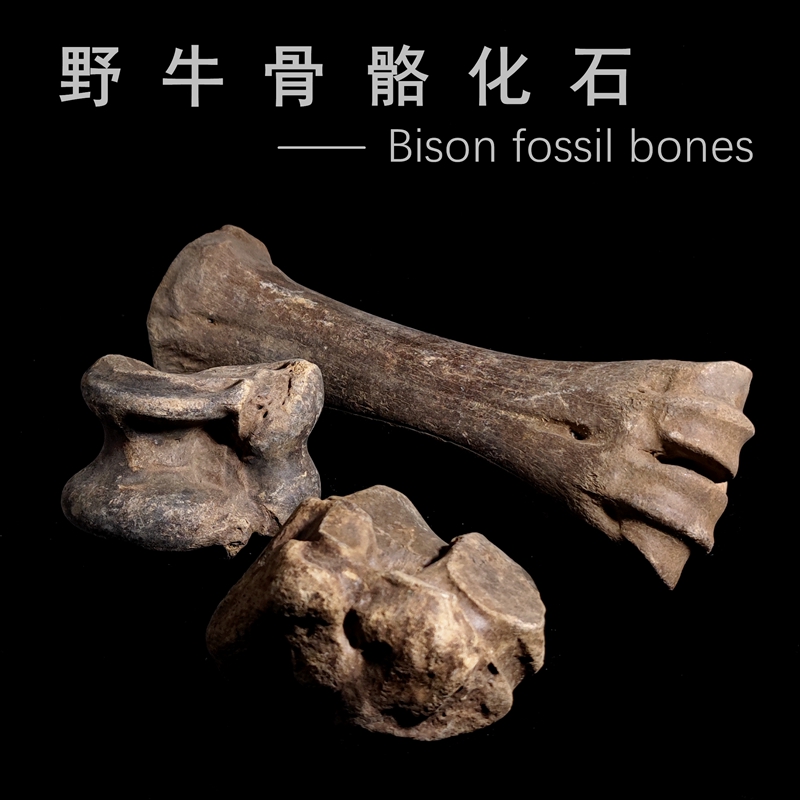 天然冰河时期骨头骨骼野牛猛犸化石原石地质科普教学标本摆件收藏