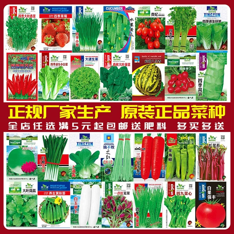 蔬菜种子生大全十一月菜秋冬菜种籽韭菜籽四季阳台红菜苔大蒜种孑