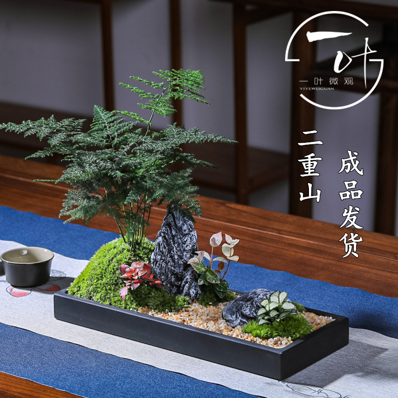 二重山文竹禅意微景观花卉绿植新中式装饰摆件茶桌办公室小盆景