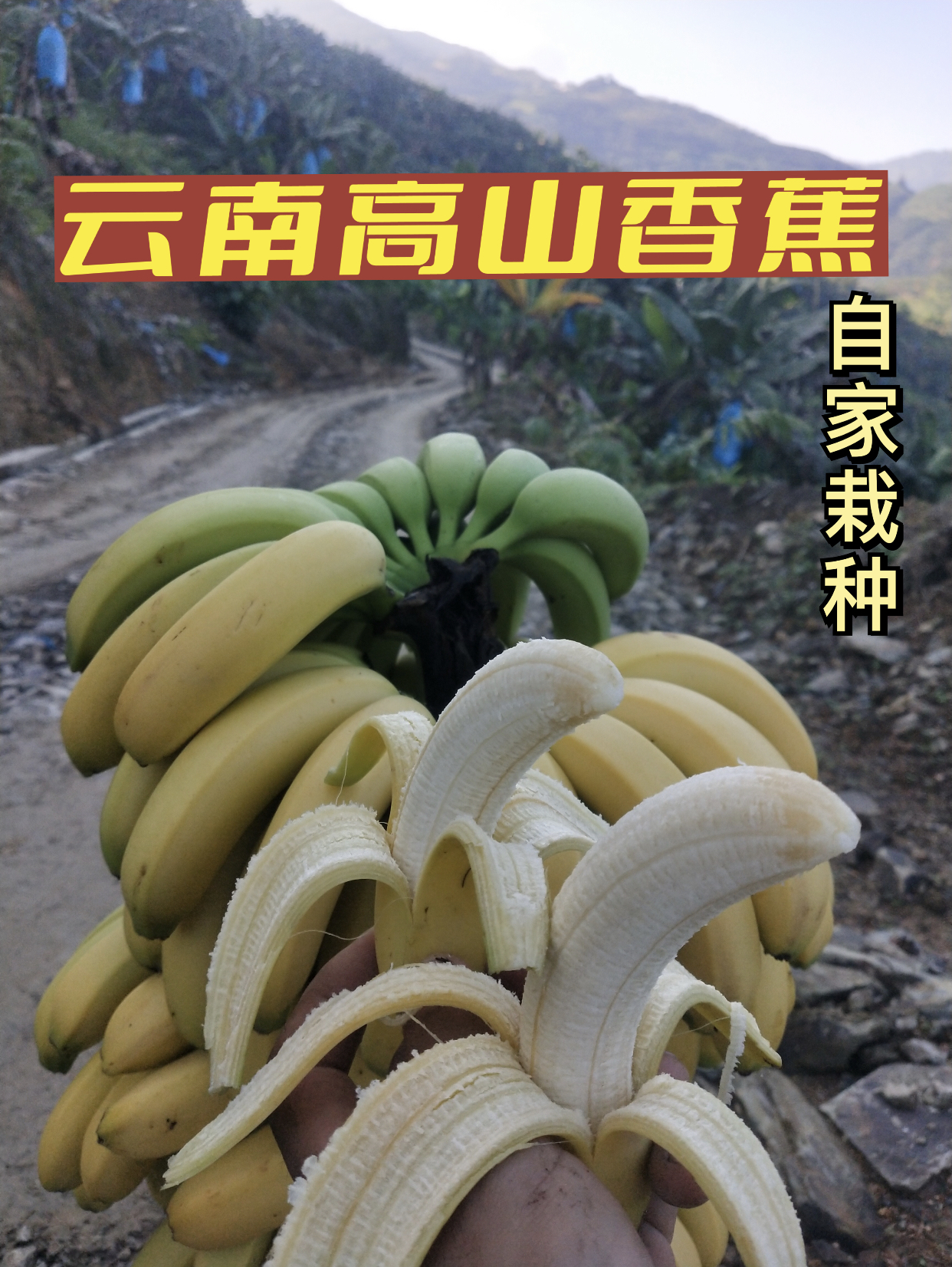 云南高山香蕉自家栽种当季新鲜水果现摘现发整箱气泡柱装10斤包邮