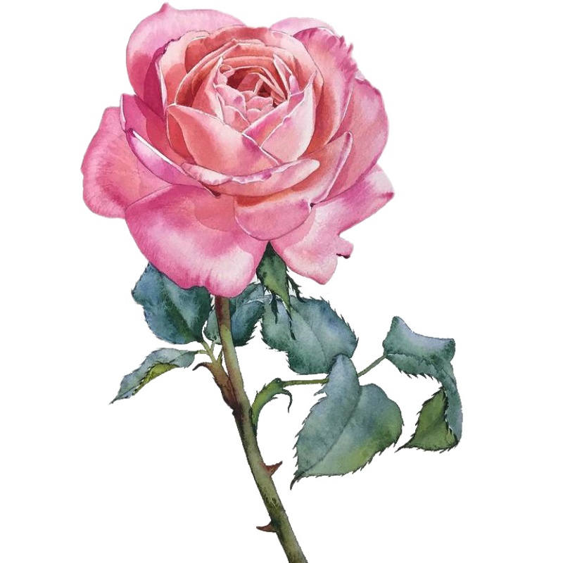 画鸭玫瑰花卉植物水彩线稿临摹草稿本水彩纸填色纸上色卡初学线描