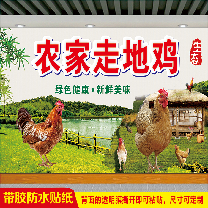 养殖场家禽出售散养农家走地鸡生态养殖土鸡农场餐馆宣传广告贴画