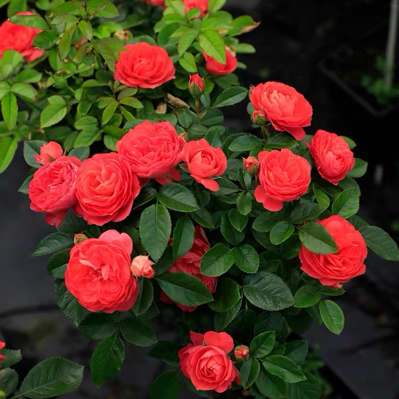 静静的花园新品（红果汁）阳台庭院月季四季开红色大花盆栽