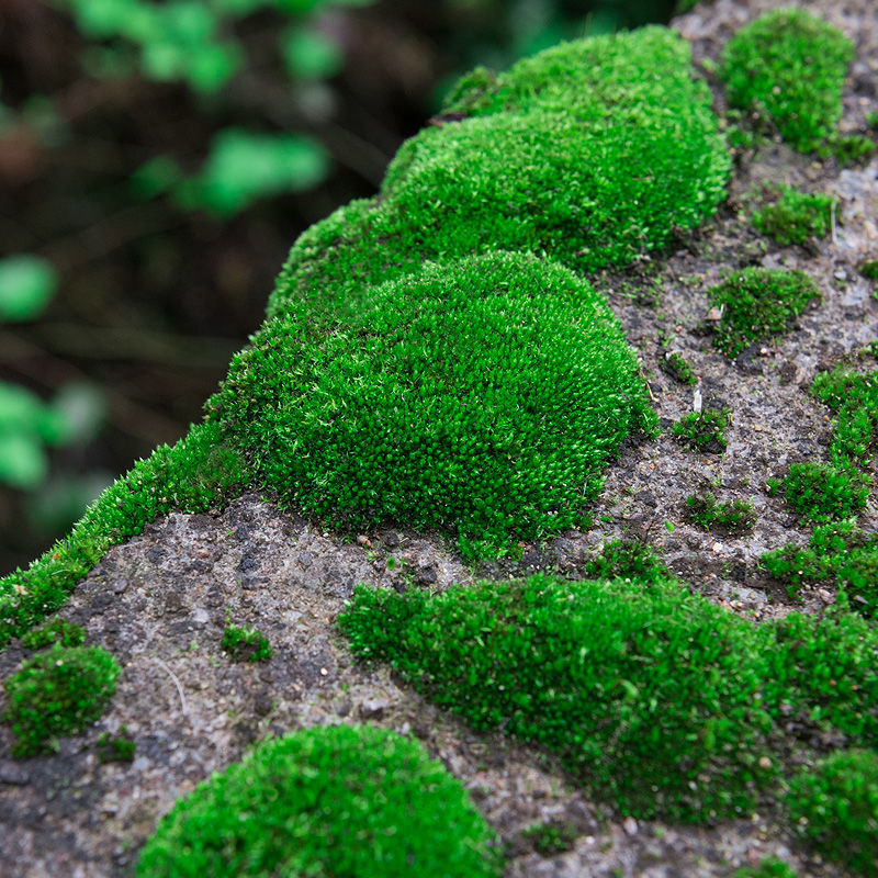 速发上水石吸水石盆景盆栽青苔苔藓种子孢子粉微景观鲜活植物种籽