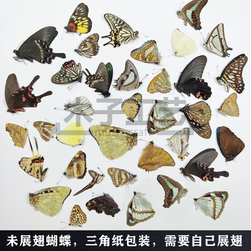 A1A2品质 真蝴蝶标本未展翅各种原蝶杂蝶昆虫甲虫幼儿园教学收藏