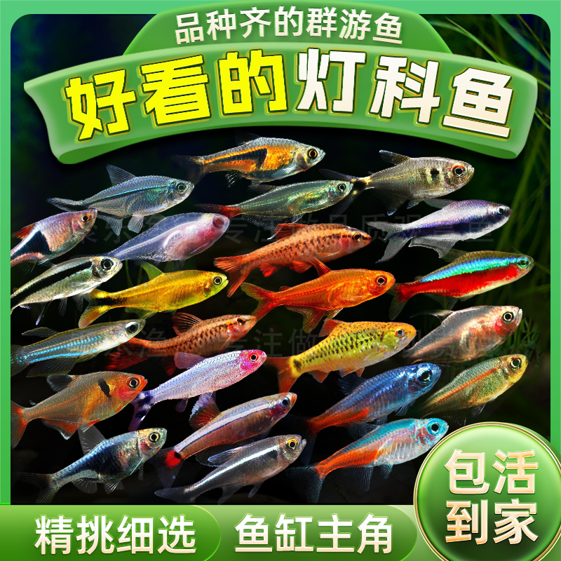 灯科鱼合集宝莲灯红绿灯斑马活体观赏鱼热带鱼活体 小型