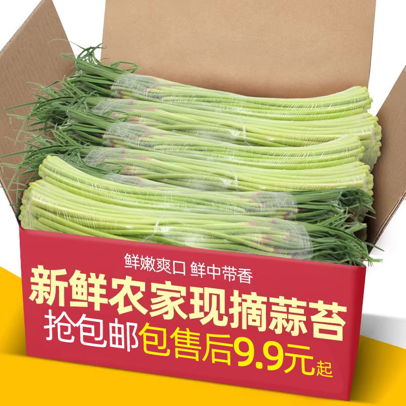 河南新鲜现摘蒜苔5斤农家自种蒜毫应季蔬菜青菜蒜苗蒜薹整箱10