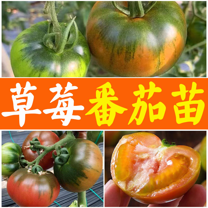 草莓番茄苗子番茄苗樱桃番茄种籽西红柿苗秧盆栽种籽超甜春秋