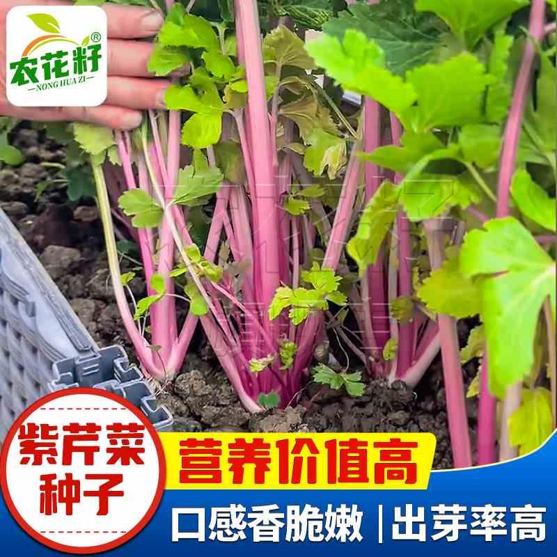 紫芹菜种子红芹菜种耐寒色彩籽孑蔬菜红色阳台西芹耐热紫芹四季种