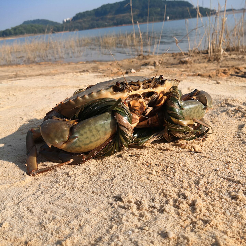 螃蟹鲜活青蟹特大超大全母黄油青蟹星级酒店专用2斤3-5只广西螃蟹