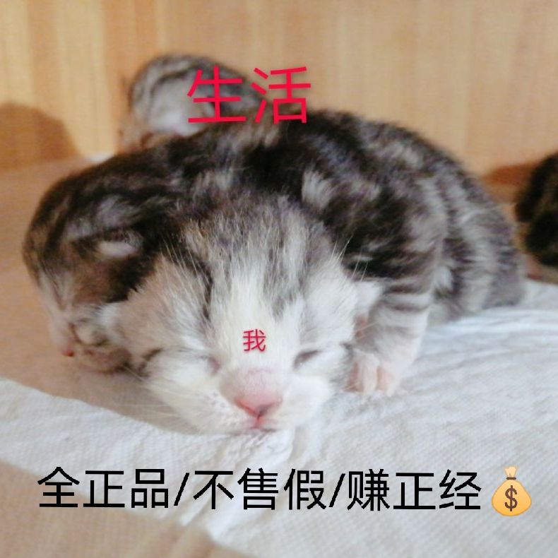 上海猫言喵语生活馆