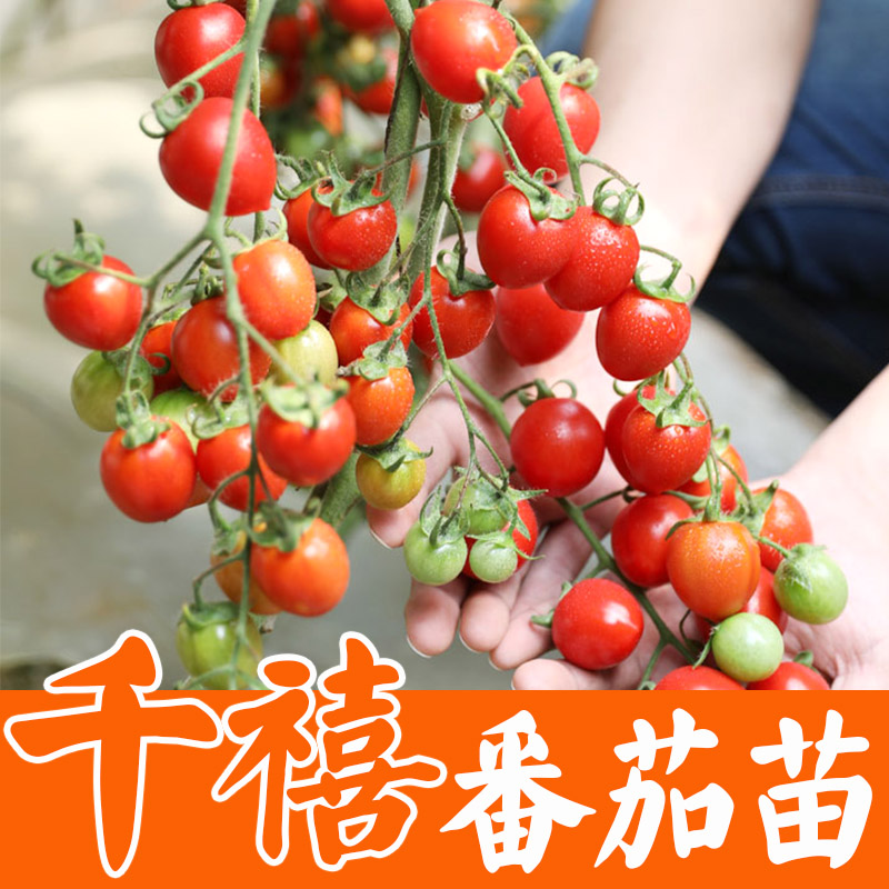 千禧番茄苗子番茄苗樱桃番茄种籽西红柿苗秧盆栽种籽超甜春秋