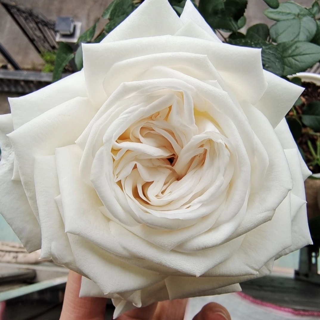 静静的花园【冷香/珍妮莫罗】白色切花浓香月季玫瑰大花