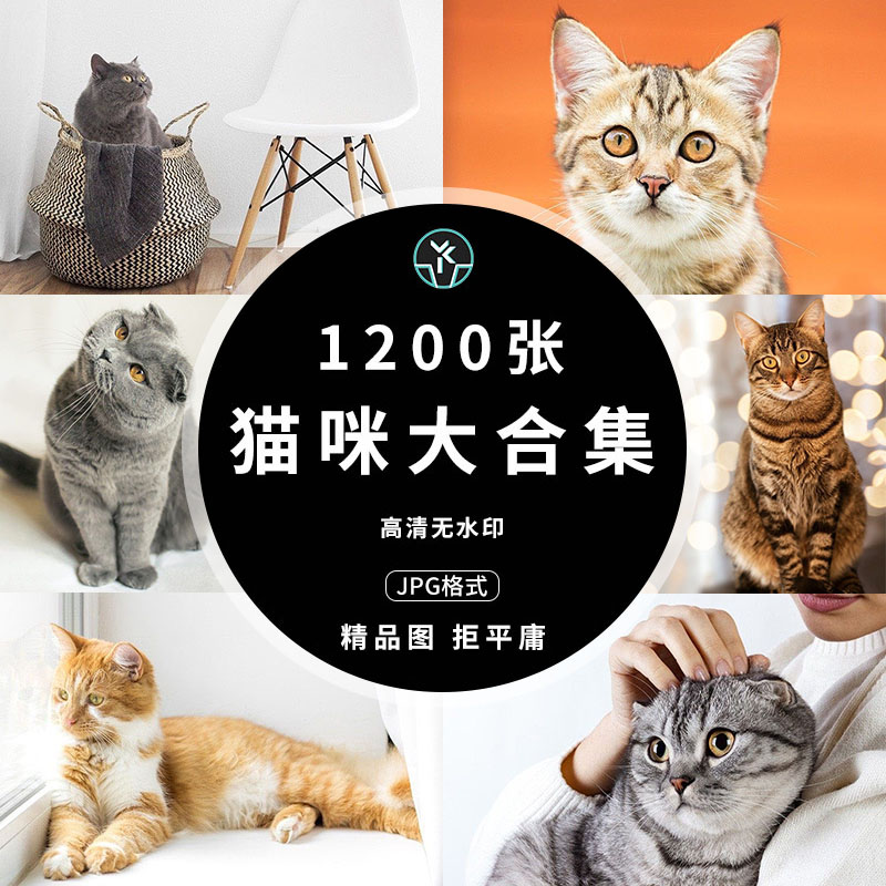 猫咪高清4K可爱动物喵星人姿态壁纸海报摄影广告背景图片设计素材