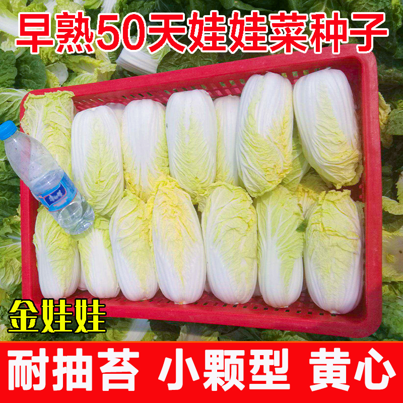 韩国高山娃娃菜种子金娃娃四季播早熟黄心耐抽苔小型白菜种籽菜籽