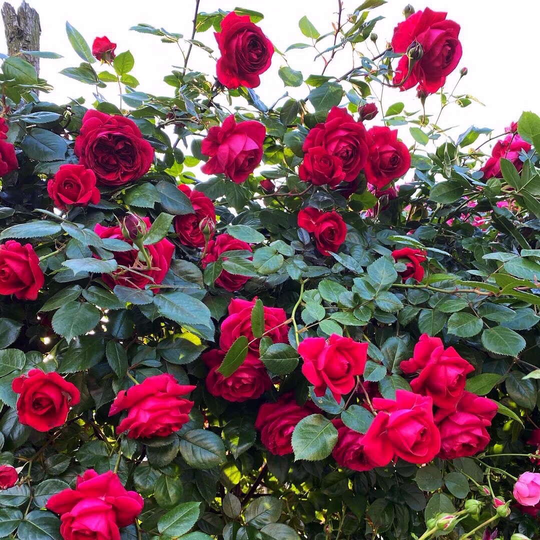 【美抚子园艺】 法月新品 玫瑰国度的天使 攀援藤本多季月季 推荐