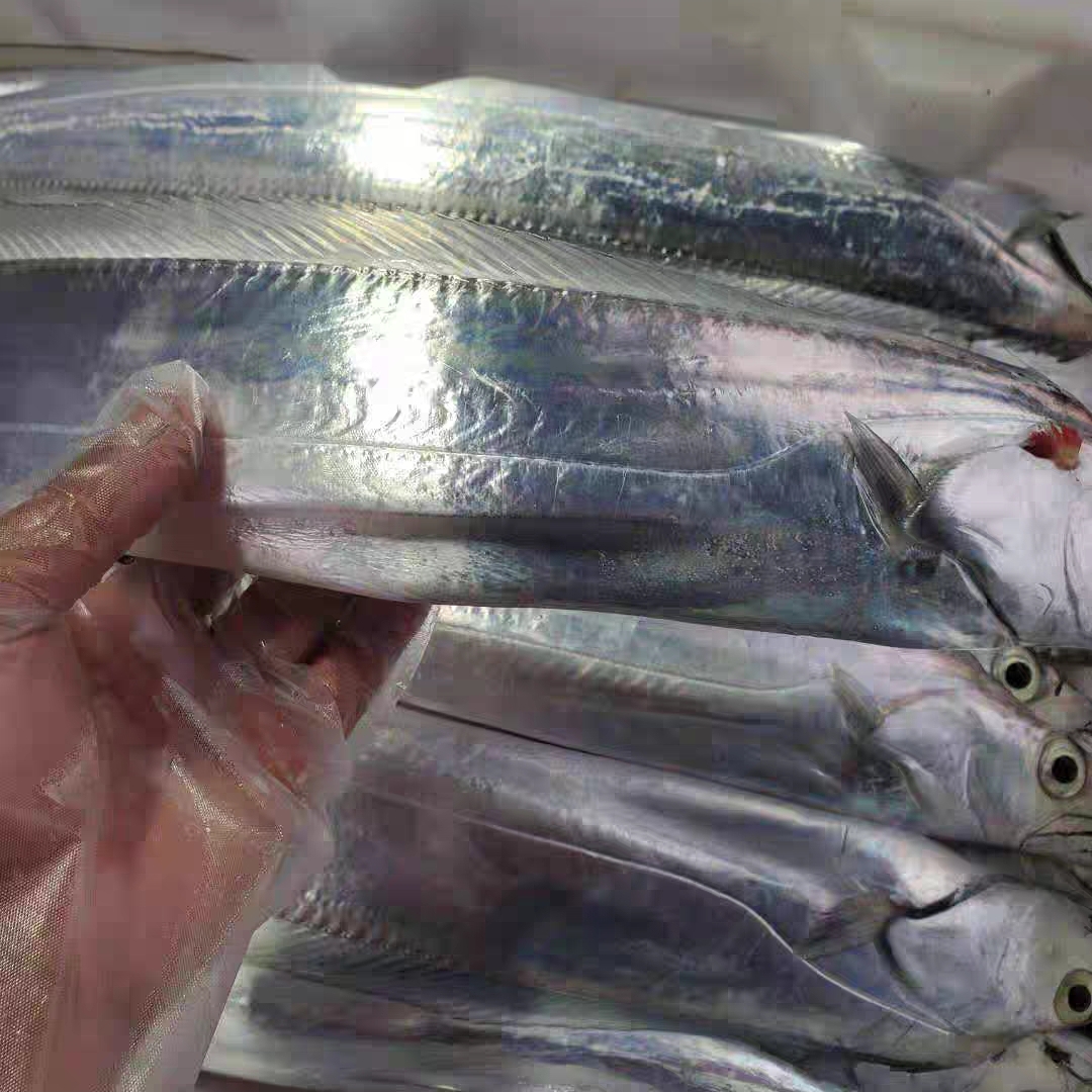 新鲜野生海钓带鱼整条刀鱼鲜活小眼带海鲜水产生鲜，每条1斤以上