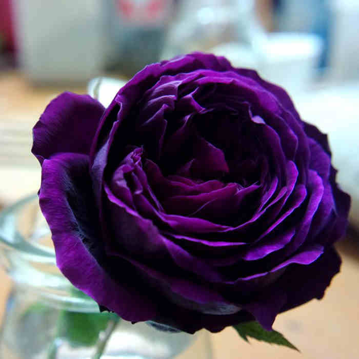 日本品种月季苗大花浓香皇宫紫黑的包子玫瑰花苗四季开水果香味