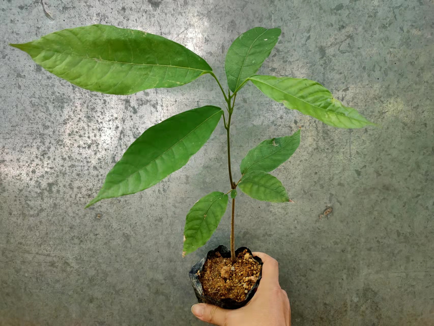 海南特产盆栽可可果苗热带水果热带作物黑巧力苗1年苗巧克力苗