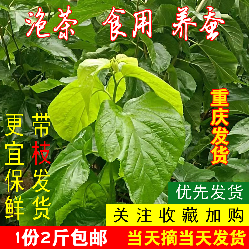 重庆发货新鲜桑叶嫩蚕宝宝天然食物 学生养蚕2斤包邮桑树叶代用茶