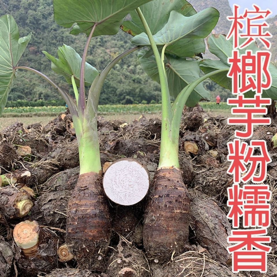 湖南香芋槟榔芋头种苗紫藤芋子现挖新鲜蔬菜农家自产种子秧苗