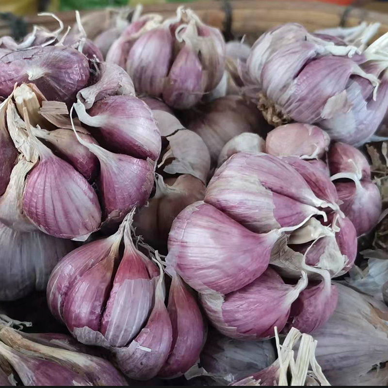 大蒜大蒜头云南特产农家自种种子籽紫皮蒜紫红紫皮打算干蒜种食用