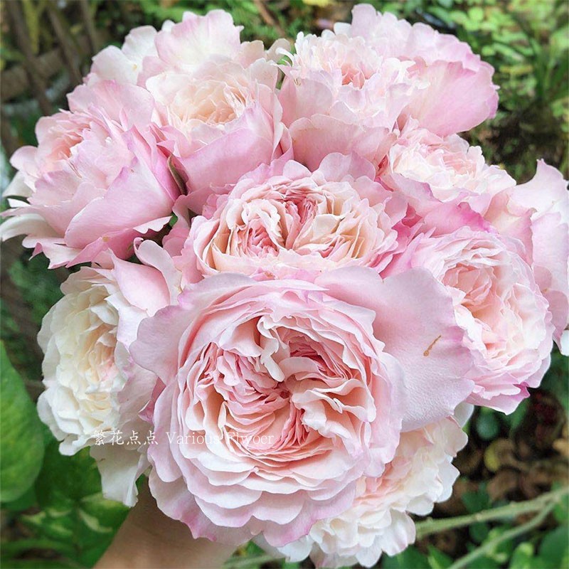 繁花点点丨进口引进品种玫瑰鲜花辛西娅日本美琴奥斯汀朱丽叶凯拉