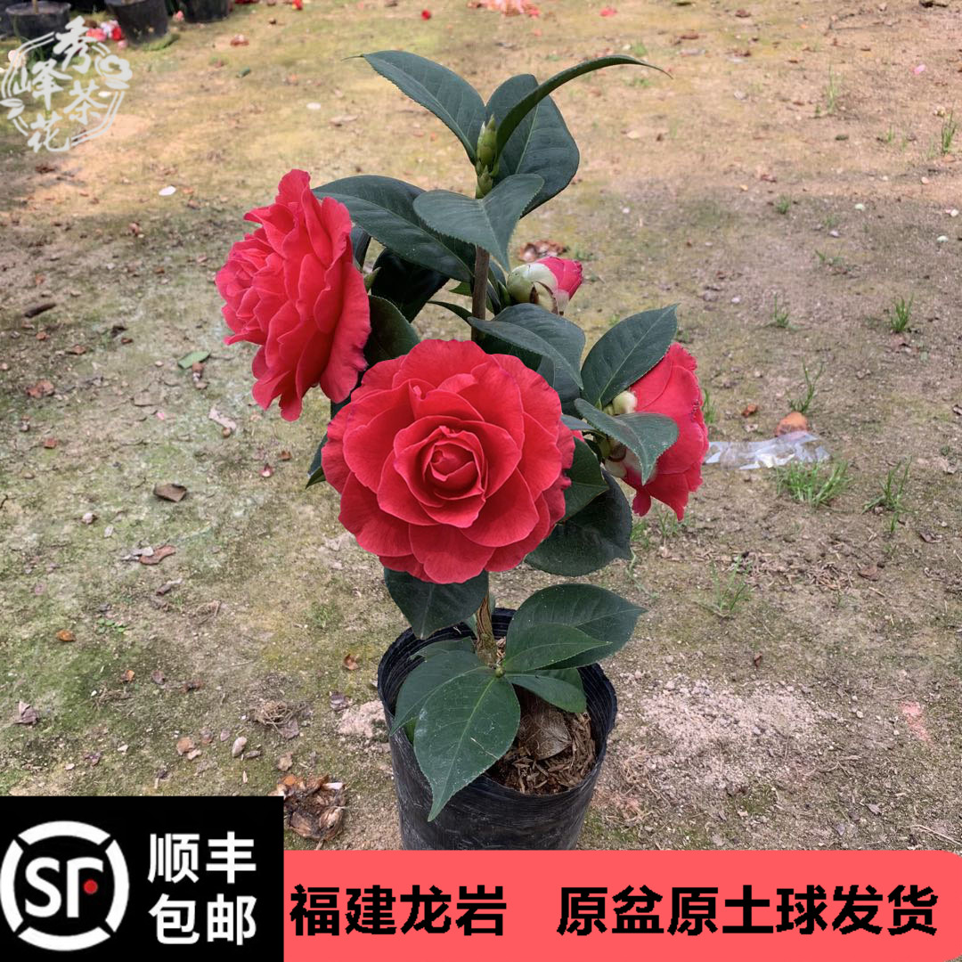 情人节茶花巨大型红色花朵云南杂交品种名贵稀有茶花带花苞苗包邮