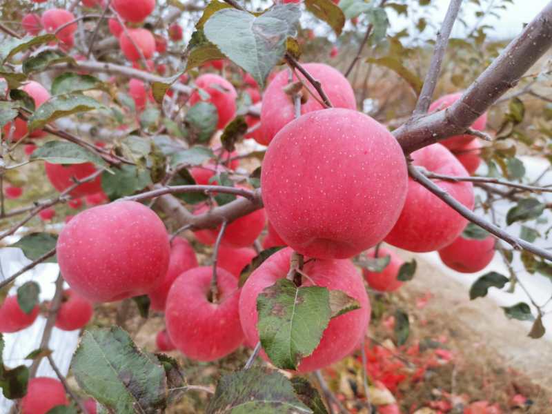 延安苹果水果10斤新鲜当季陕西宜川红富士陕北高原糖心苹果平安果