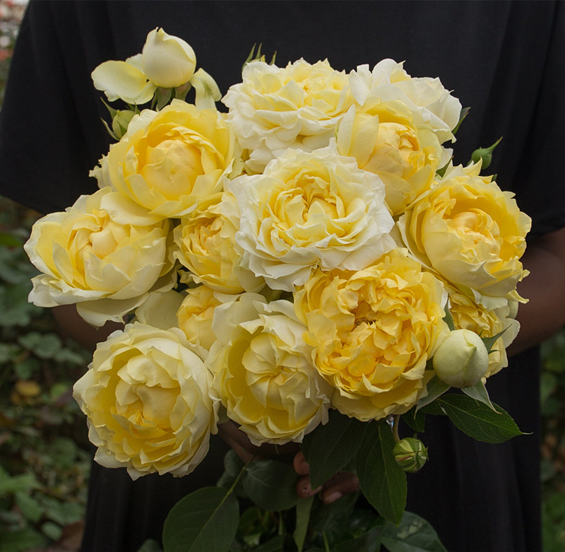小花农月季坞柠檬朱莉塔四季多花玫瑰盆栽庭院阳台花卉包对版