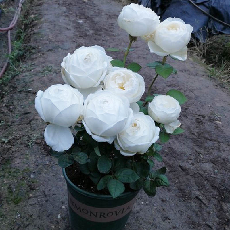 大花浓香包子型月季花苗伊芙婚礼之路纯白色玫瑰阳台花园观花植物